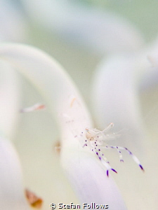 "The universe is an intelligence test." Timothy Leary. An... by Stefan Follows 
